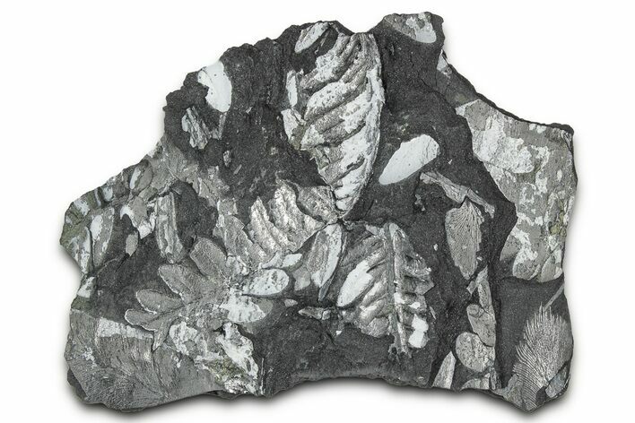 Fossil Seed Fern (Alethopteris) Plate - Pennsylvania #347679